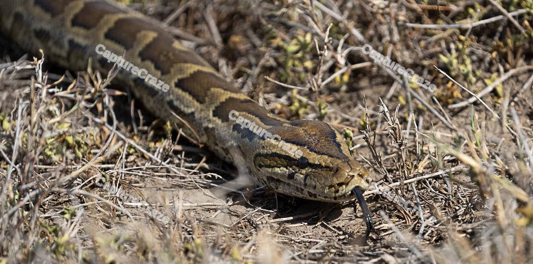 Central African Rock Python